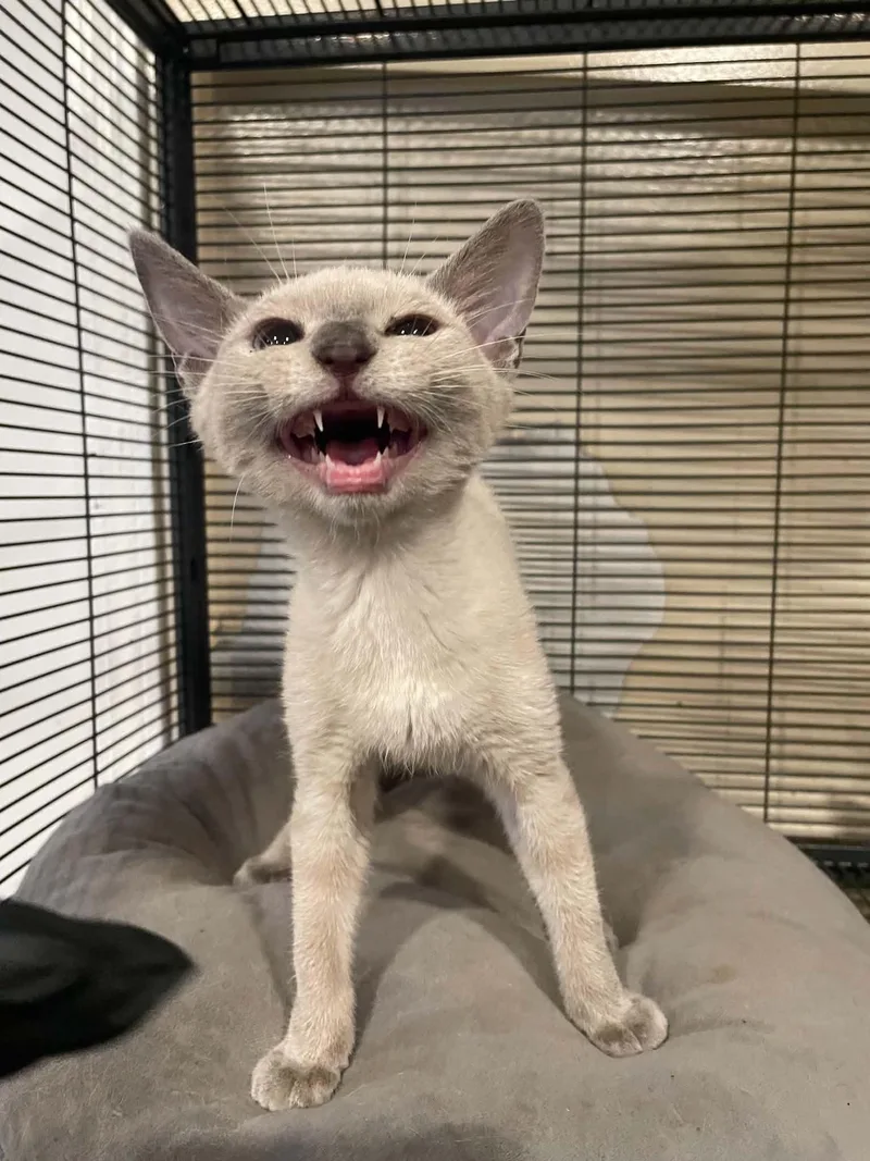 A young medium-sized female Siamese cat named Kim Possible for adoption in Bishopville, SC