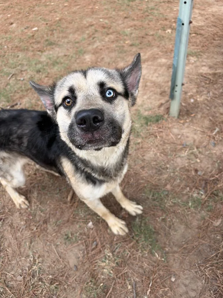 A young medium-sized male Shepherd dog named Bluey for adoption in Little Rock, AR