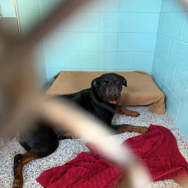 An adult large-sized female Brown / Chocolate Rottweiler dog named D for adoption in Port Charlotte, FL