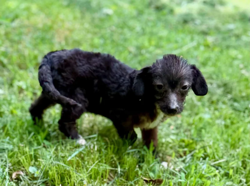 A baby small-sized male Bicolor Dachshund dog named Sparky for adoption in Newfoundland, NJ