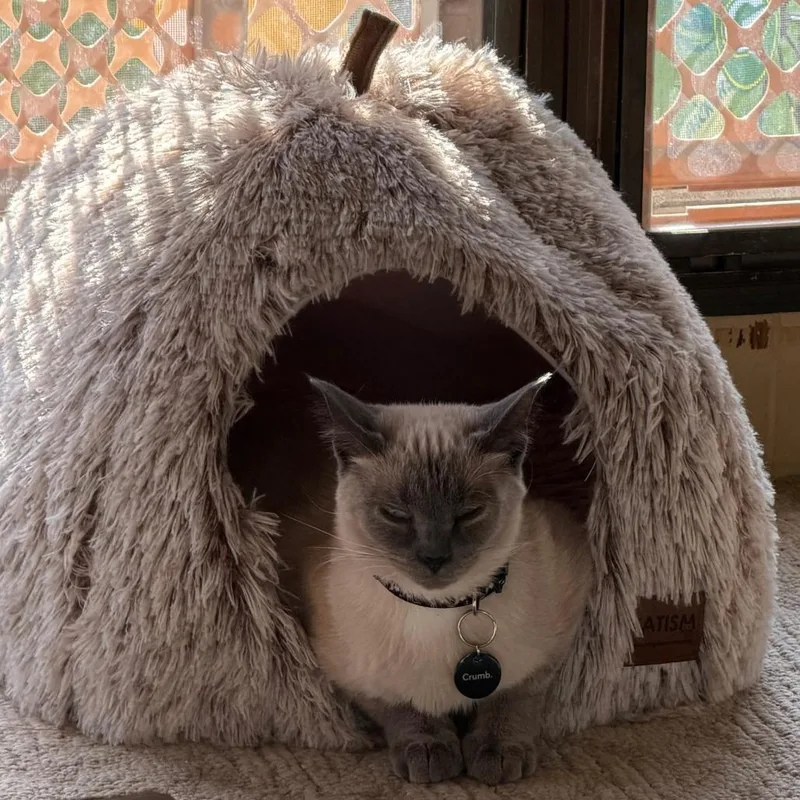 An adult medium-sized female Domestic Short Hair cat named Obelix C for adoption in Princeton, MN