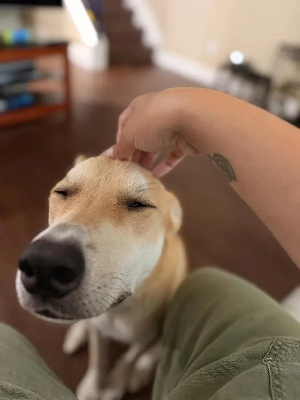 An adult large-sized male Mixed Breed dog named Simon for adoption in Austin, TX