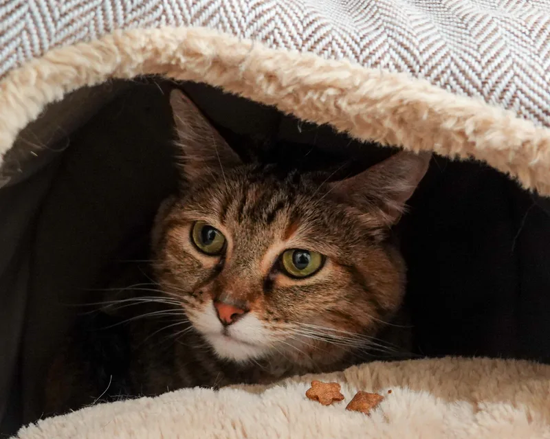 An adult medium-sized female Torbie Domestic Short Hair cat named Charmander for adoption in Boise, ID