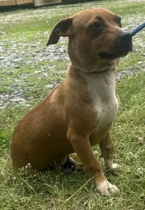 A baby medium-sized male Terrier dog named Scotty for adoption in Wetumpka, AL