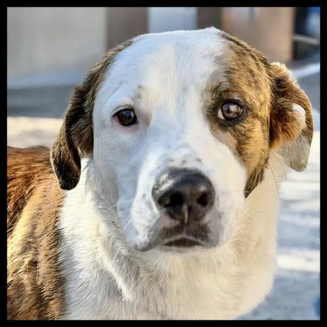 A young medium-sized male Labrador Retriever dog named Woody for adoption in Albuquerque, NM