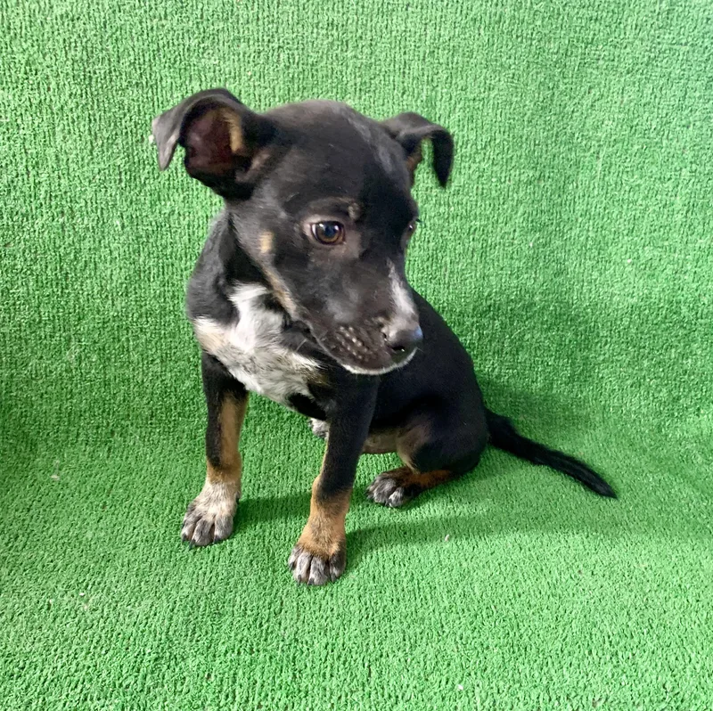 A young small-sized male Black Australian Cattle Dog / Blue Heeler dog named Ranger for adoption in El Paso, TX