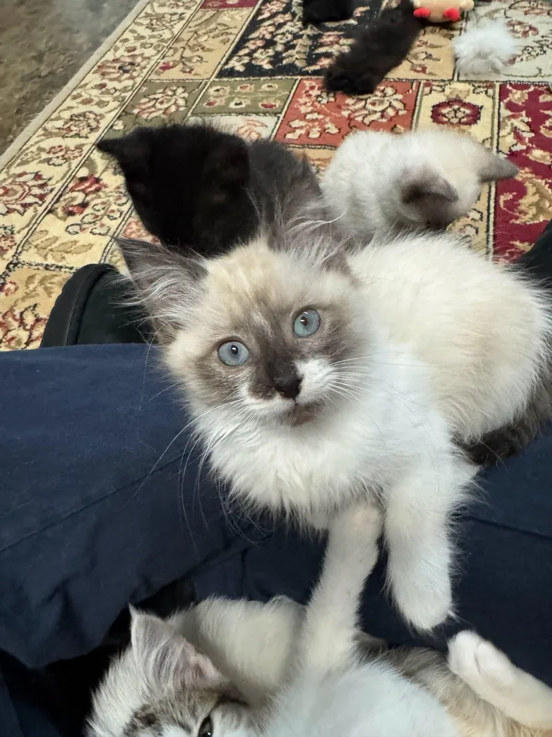 A baby medium-sized male Snowshoe cat named Wren for adoption in Powder Springs, GA