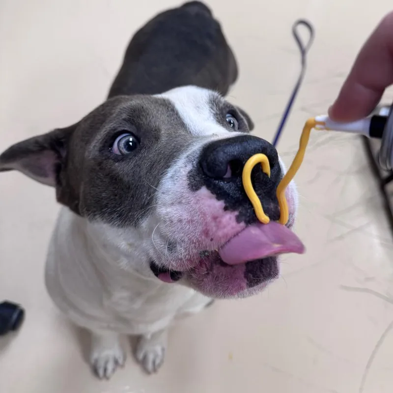 An adult large-sized male Gray / Blue / Silver Mixed Breed dog named Chunk for adoption in Winston-Salem, NC