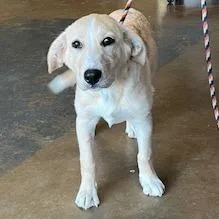 A young medium-sized female Yellow / Tan / Blond / Fawn Yellow Labrador Retriever dog named Peaches Fka Esmerelda for adoption in Denison, TX