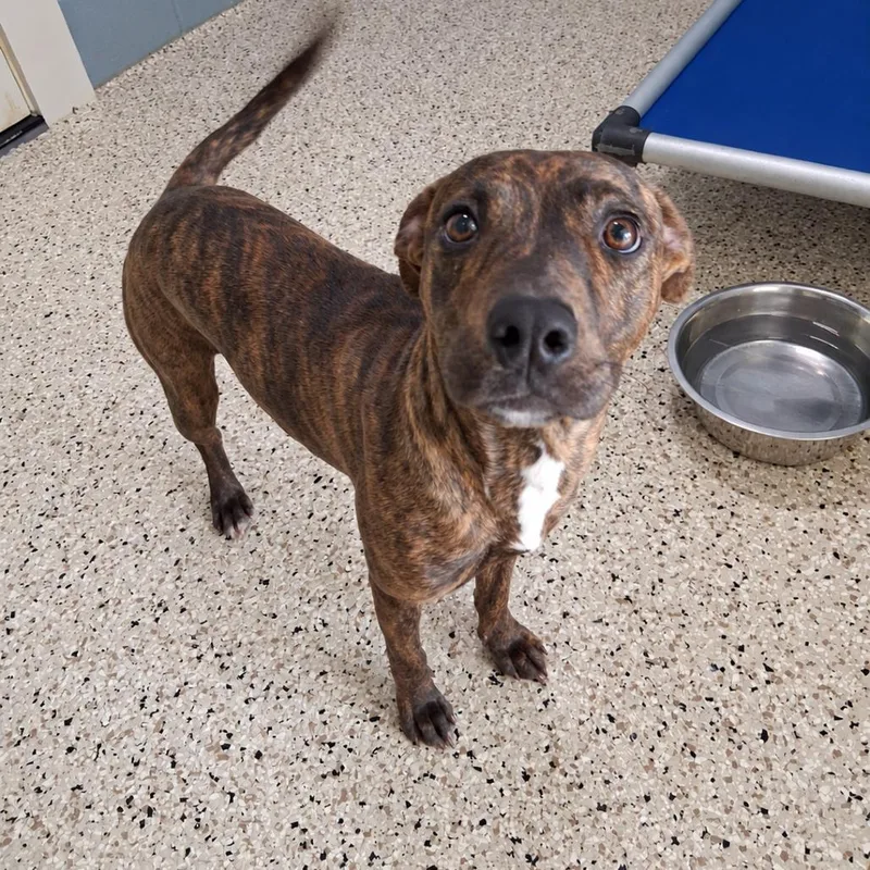 A young medium-sized female Pit Bull Terrier dog named Princess for adoption in LOXAHATCHEE, FL