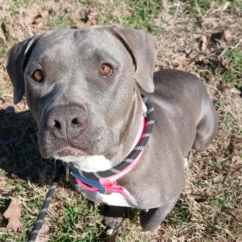 Strawberry thumbnail 2