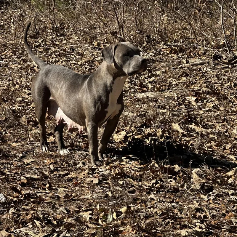 Strawberry thumbnail 3