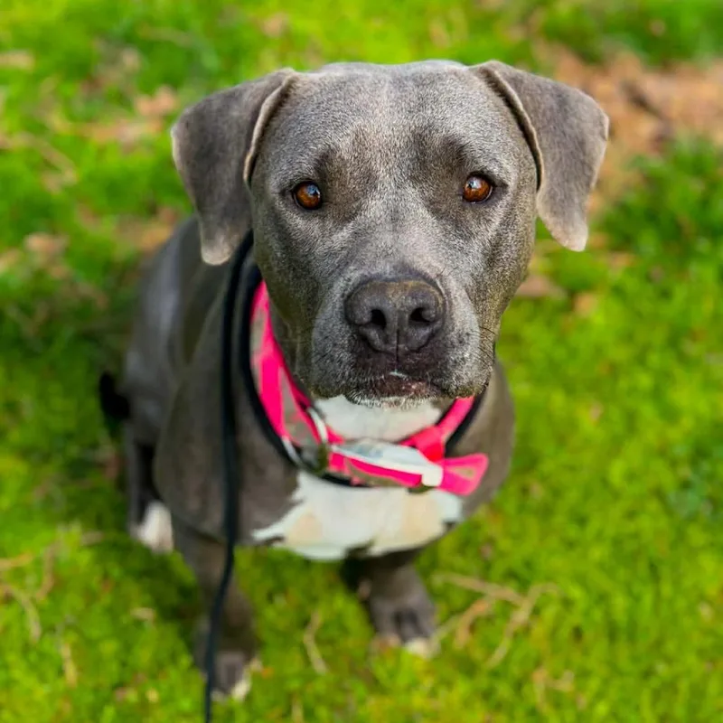 Strawberry thumbnail 4