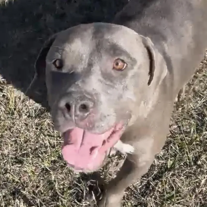 Strawberry thumbnail 5