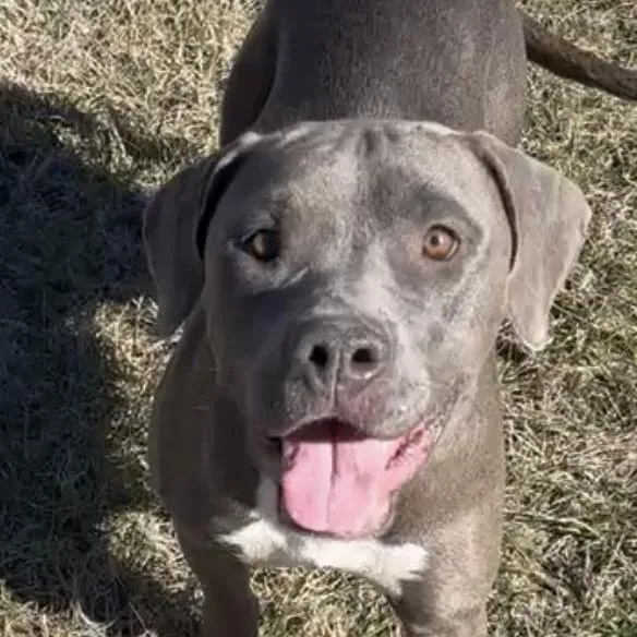 Strawberry thumbnail 6