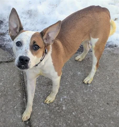 A young medium-sized female Australian Cattle Dog / Blue Heeler dog named Diva for adoption in Akron, OH