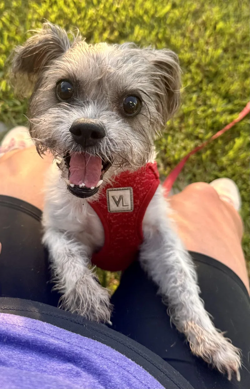 Stella