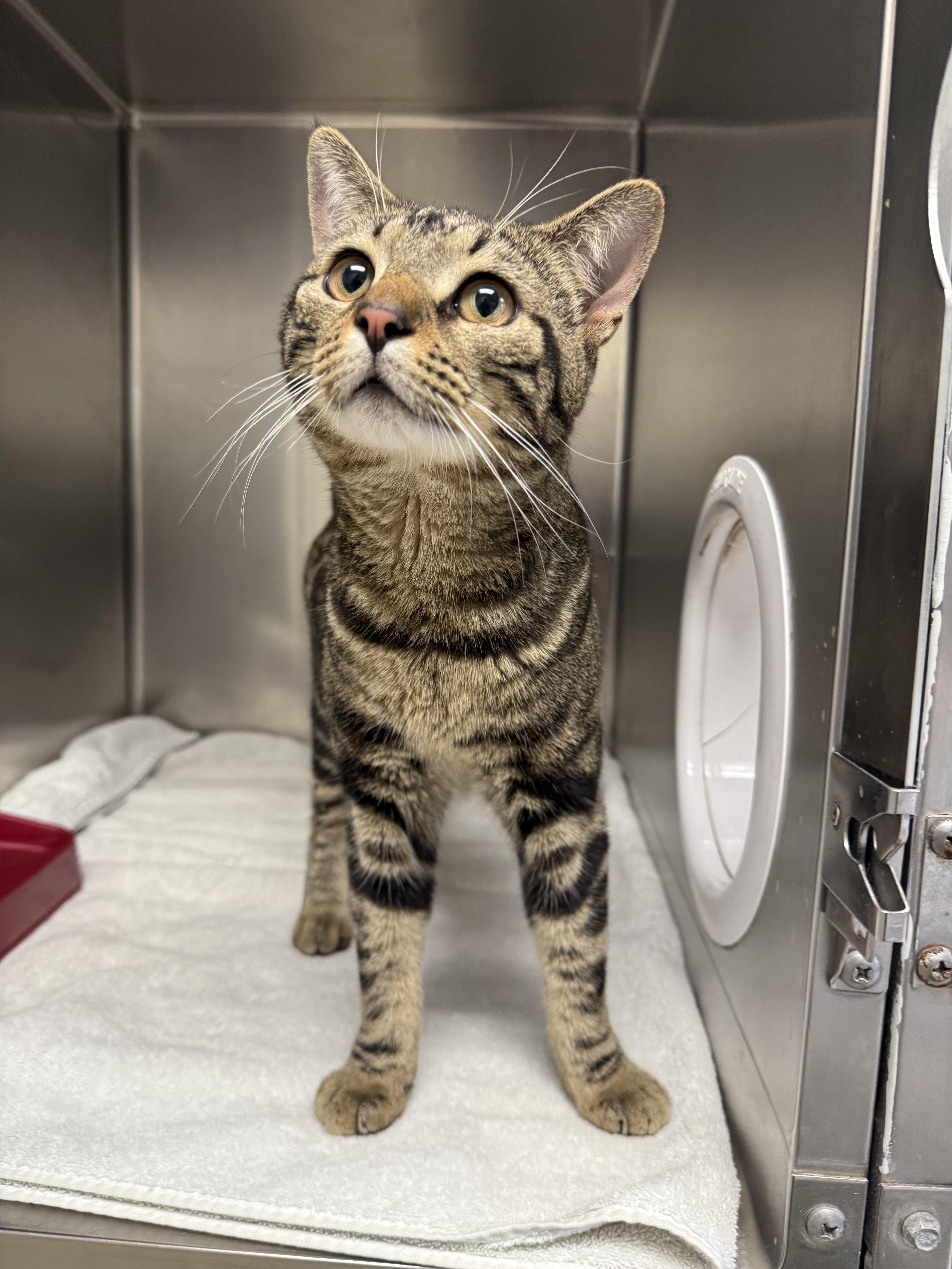 A young medium-sized male Tabby (Gray / Blue / Silver) Domestic Short Hair cat named Lincoln for adoption in Cranston, RI