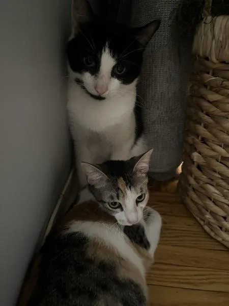 A young medium-sized female Domestic Short Hair cat named Serena for adoption in Ridgewood, NY