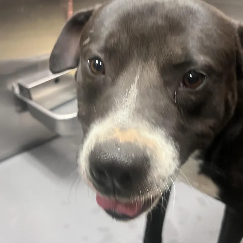 A young medium-sized male Black Mixed Breed dog named Gomez for adoption in Memphis, TN