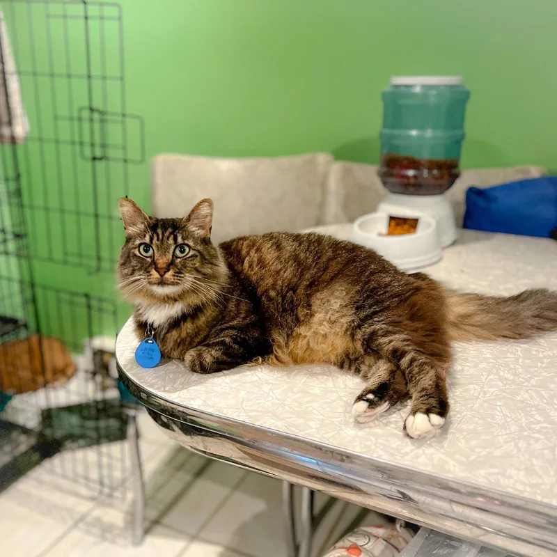 An adult medium-sized female Tabby cat named Louisa May Alcott for adoption in Philadelphia, PA