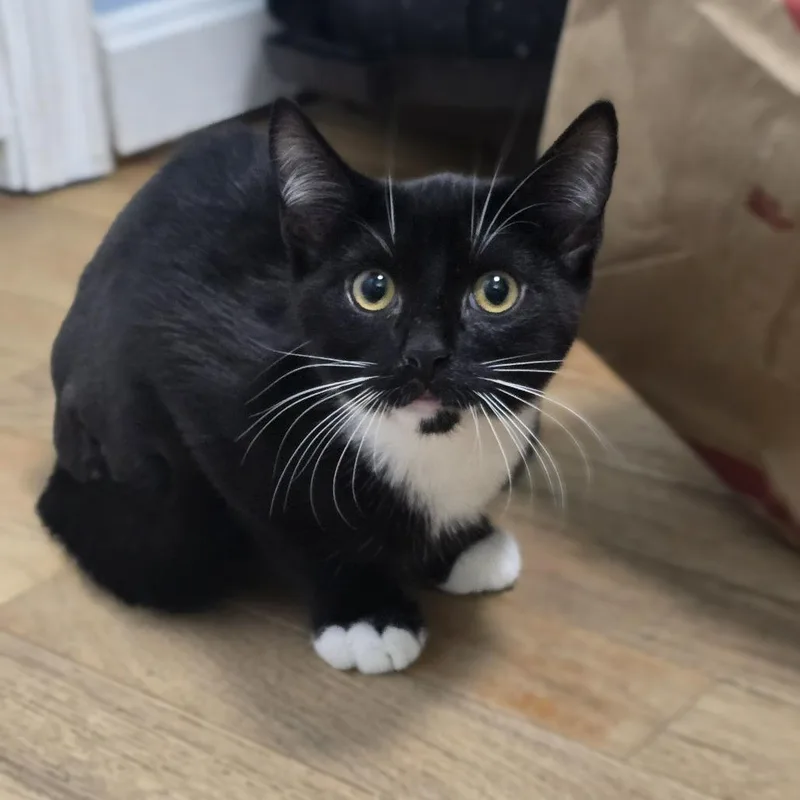 A baby small-sized male Black Domestic Short Hair cat named Boombox for adoption in Jarrettsville, MD