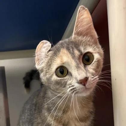 Daphne