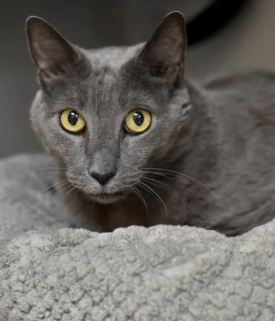 An adult medium-sized male Gray / Blue / Silver Domestic Short Hair cat named Patty Cake for adoption in Marietta, GA