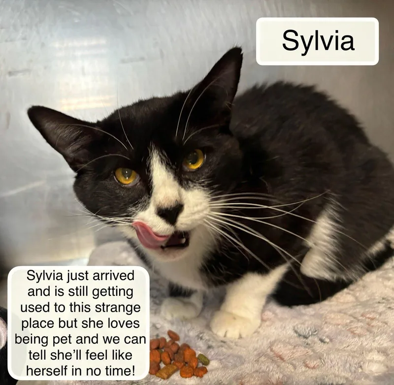 An adult medium-sized female Black Domestic Short Hair cat named Sylvia for adoption in Ellicott City, MD
