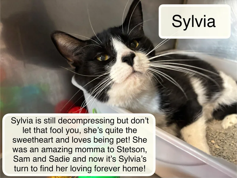 Sylvia thumbnail 2