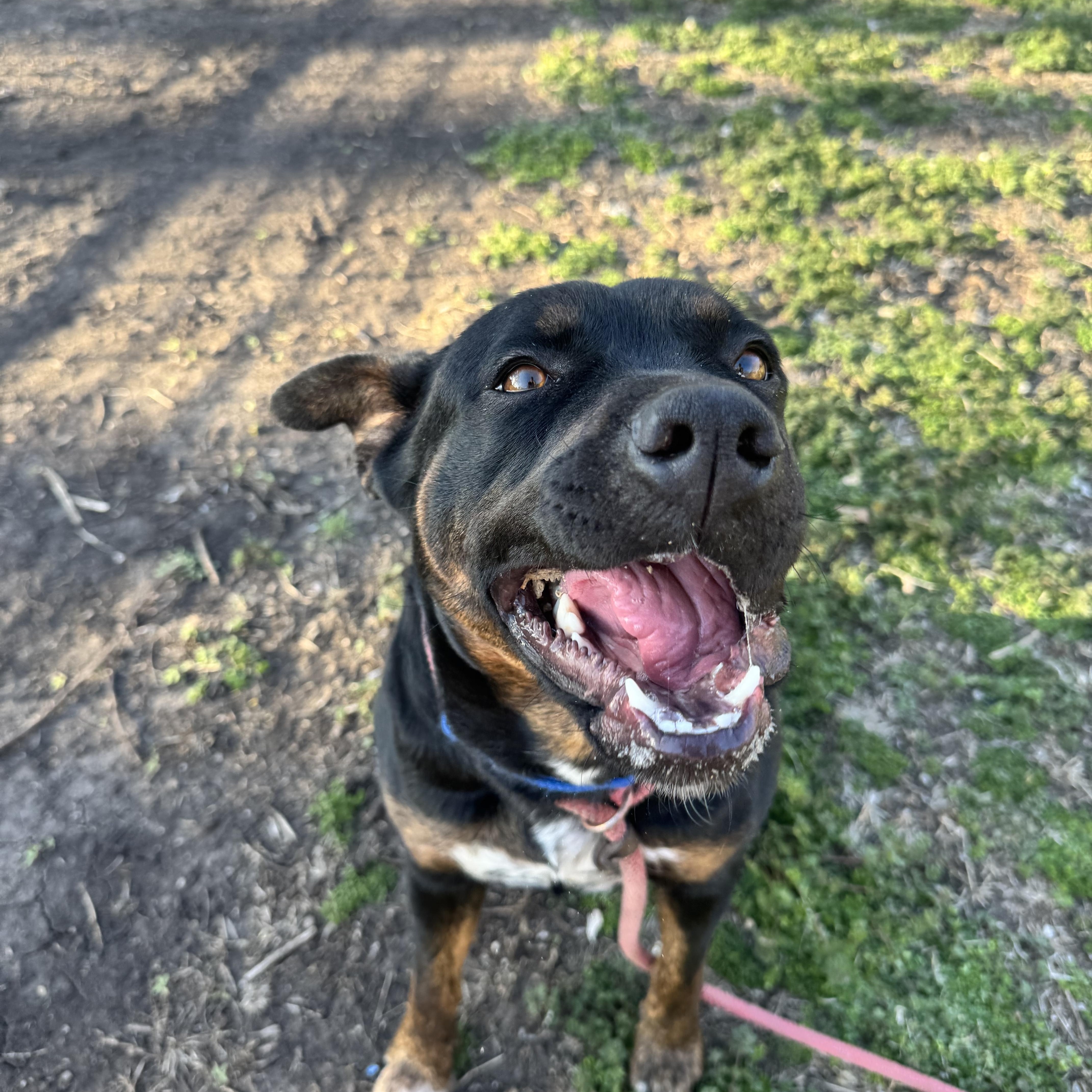 An adult large-sized female Black Australian Kelpie dog named Mango for adoption in Leon, KS