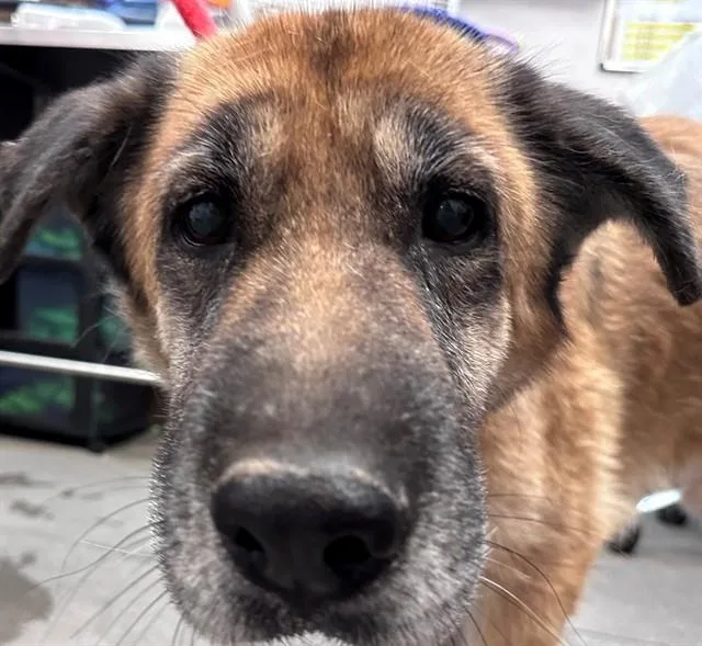 An adult medium-sized male German Shepherd Dog dog named Goofy for adoption in Tucson, AZ