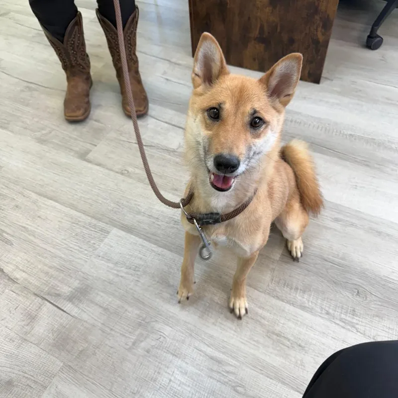 An adult small-sized male Yellow / Tan / Blond / Fawn Shiba Inu dog named Speedy for adoption in Emporia, KS