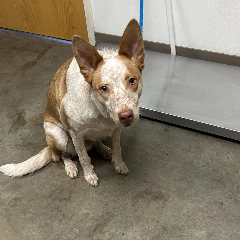 An adult medium-sized male White / Cream Cattle Dog dog named Pumpkin for adoption in Ottawa, KS