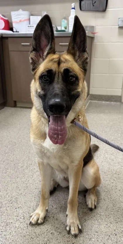A young medium-sized female German Shepherd Dog dog named Molly for adoption in Fishers, IN