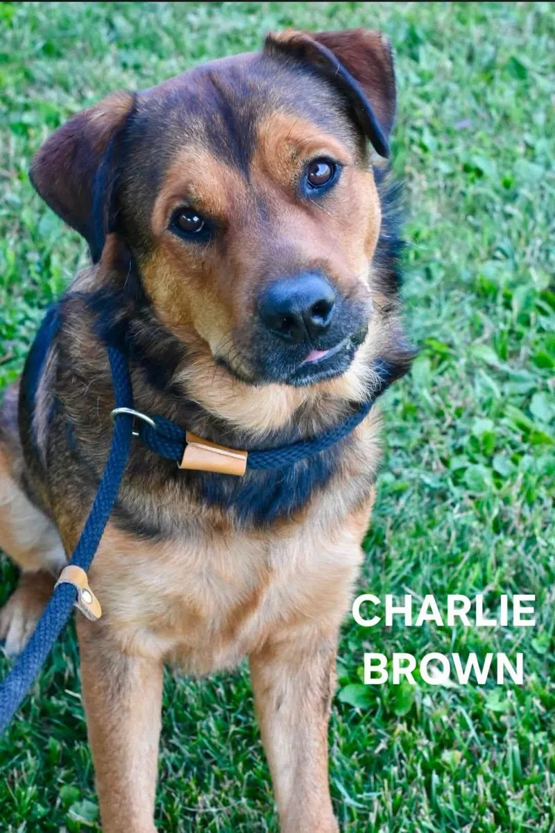 Charlie Brown thumbnail 2