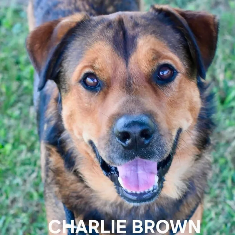 Charlie Brown thumbnail 3