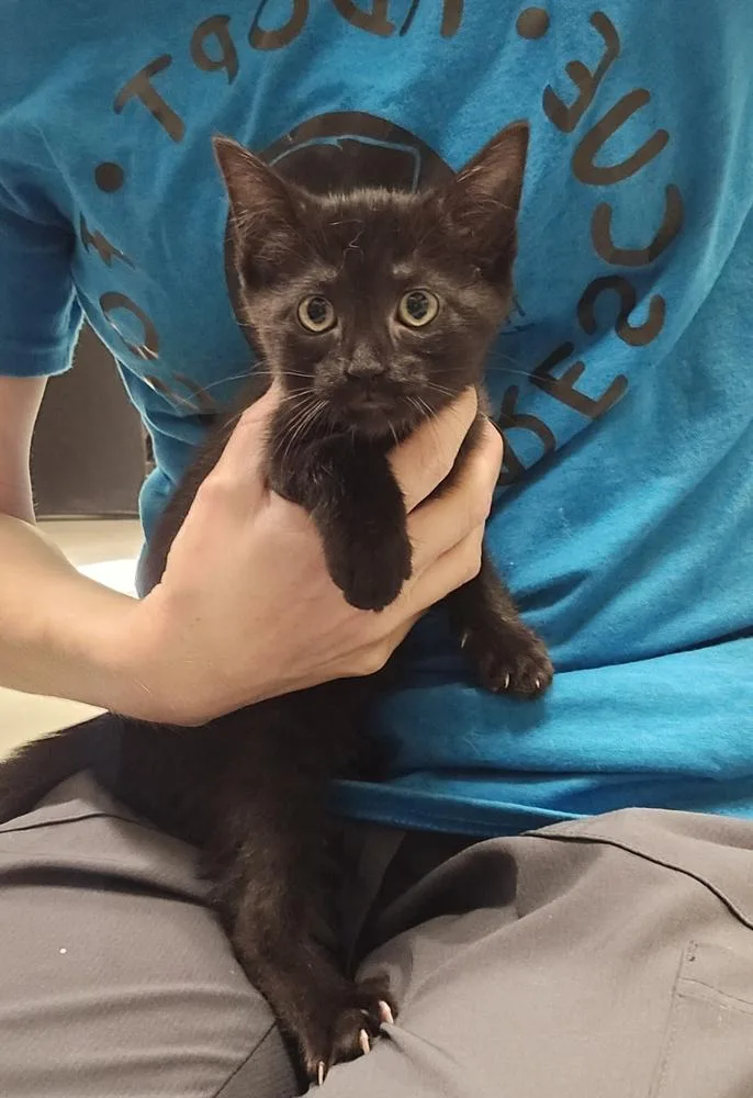 A baby small-sized female Black Domestic Short Hair cat named Linguine for adoption in Dickson, TN