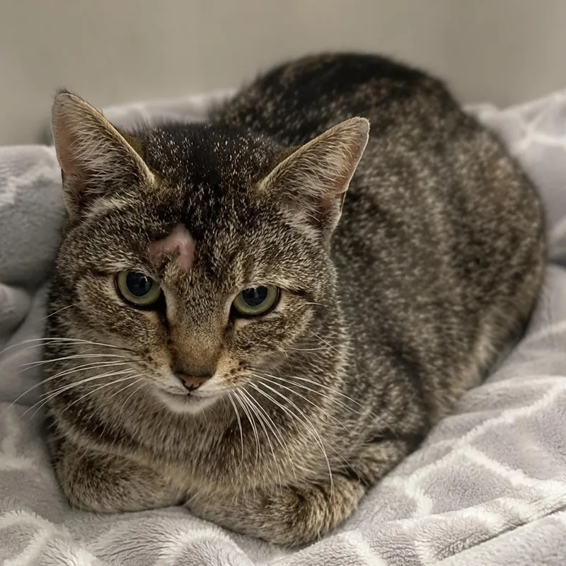 A young medium-sized female Tabby (Brown / Chocolate) Domestic Short Hair cat named TabbyTha for adoption in Stafford, VA