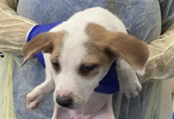 A baby large-sized female Mixed Breed dog named Molly for adoption in Dallas, TX