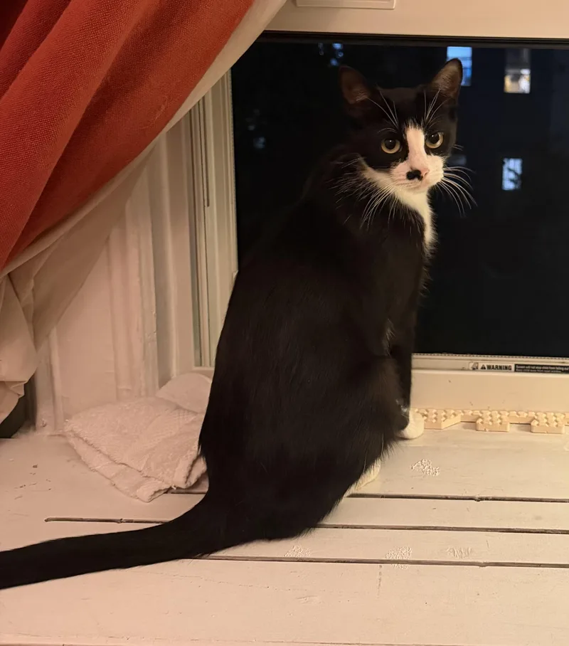 A young medium-sized female Tuxedo cat named Charlize for adoption in Jersey City, NJ