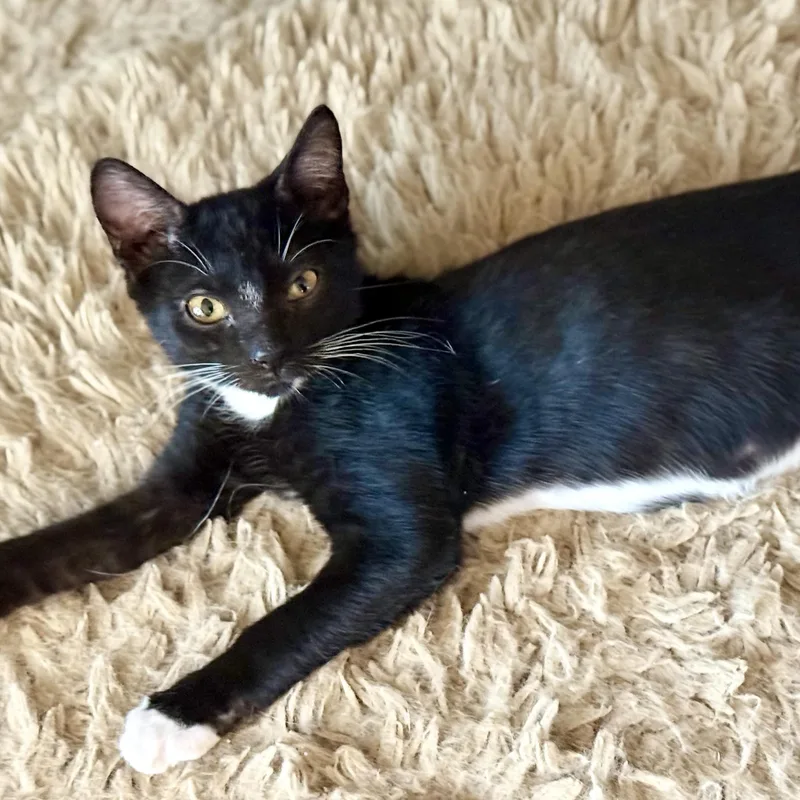 A baby medium-sized male Black & White / Tuxedo Domestic Short Hair cat named Joel for adoption in Liverpool, TX