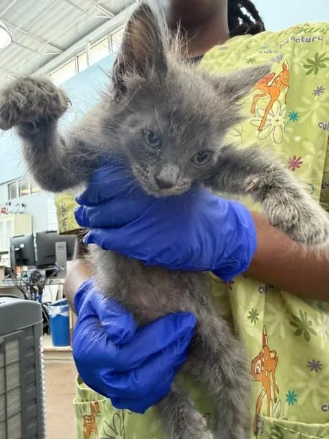 A baby medium-sized male Domestic Medium Hair cat named Glacier for adoption in Dallas, TX