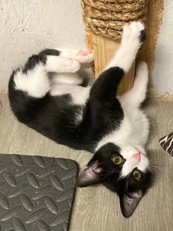 A young medium-sized female Black Manx cat named Bun Bun for adoption in Fort Collins, CO