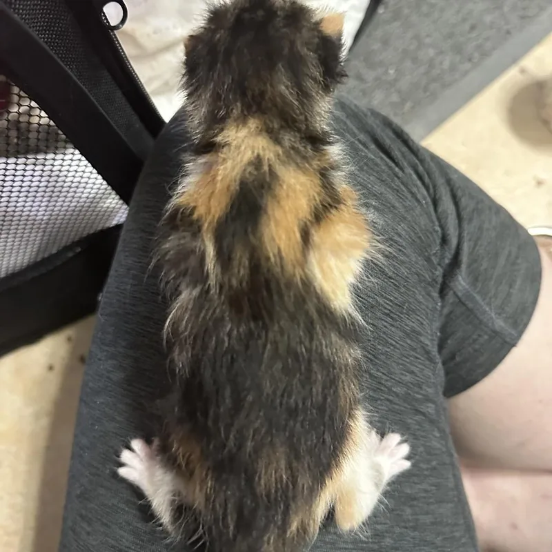 A baby small-sized female Calico Domestic Short Hair cat named Ellie for adoption in Oakton, VA