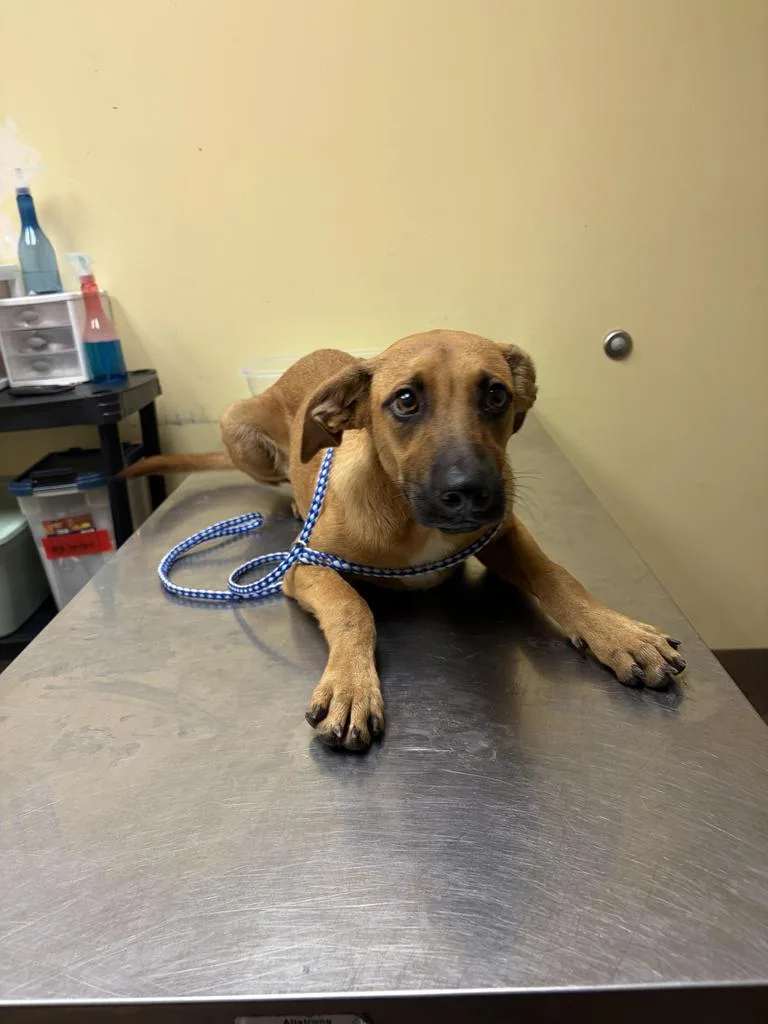 A baby medium-sized female Mixed Breed dog named Parton for adoption in Florence, SC