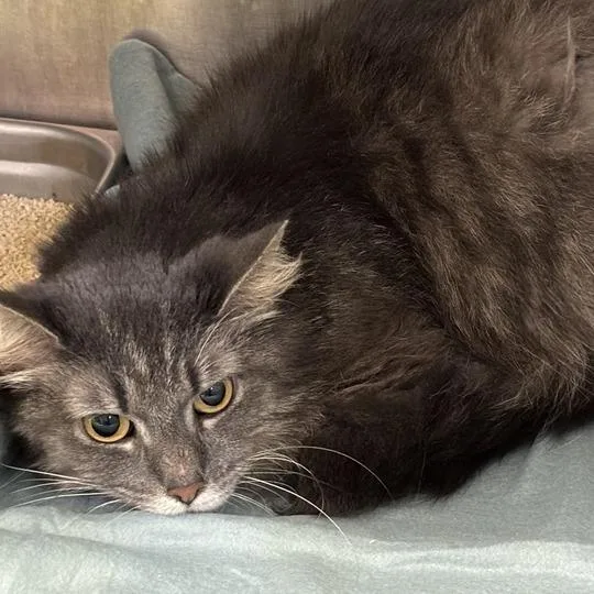 An adult large-sized female Gray / Blue / Silver Domestic Medium Hair cat named Charity for adoption in Davenport, IA