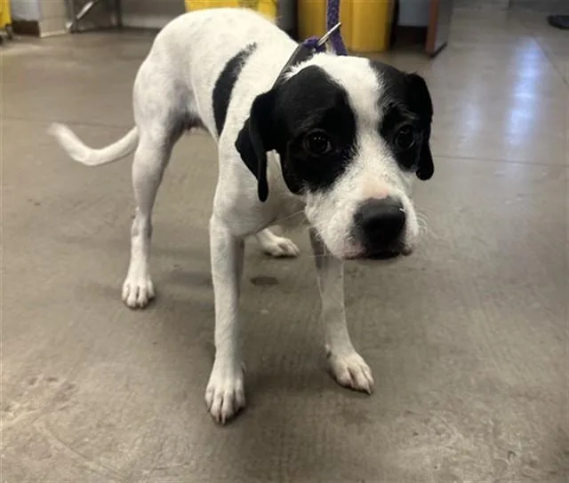 A young large-sized female Pointer dog named Flower for adoption in Phoenix, AZ