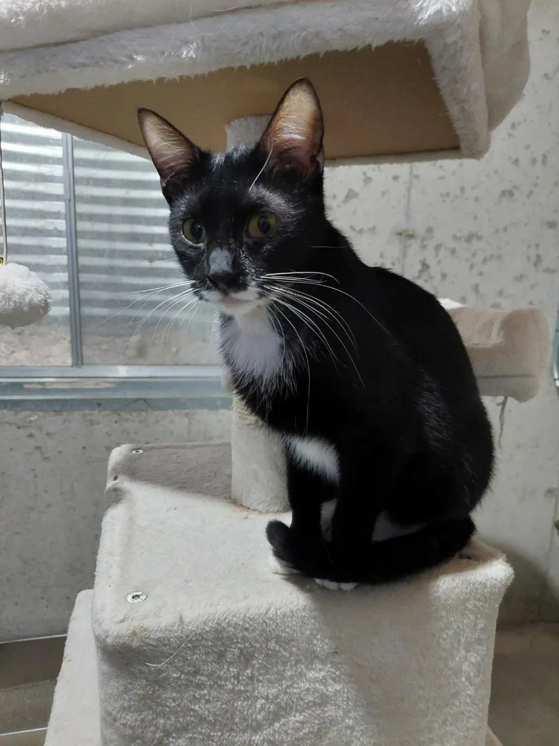 A baby medium-sized female Black & White / Tuxedo Domestic Short Hair cat named Sophia for adoption in Mokena, IL