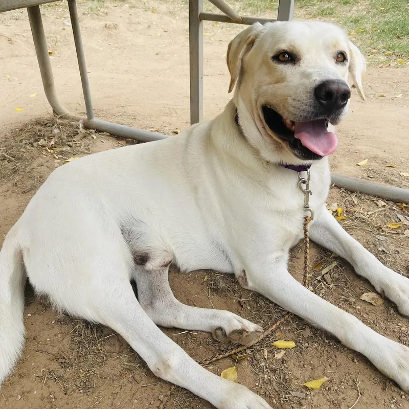 Fiddle Faddle thumbnail 2